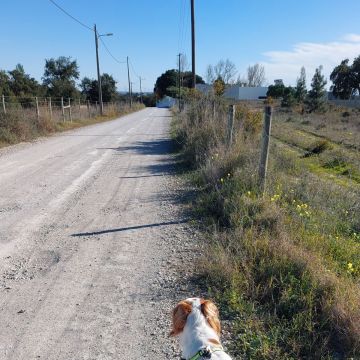 Carla - Palmela - Hundeausführung