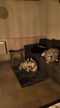 Creche para Cães - Animais