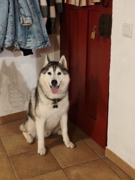 Creche para Cães