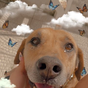Raquel Palma - Seixal - Dog Walking