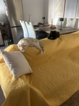 Hotel para Gatos
