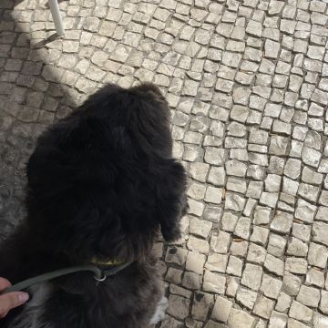 Beatriz Sobral - Figueira da Foz - Katzensitter