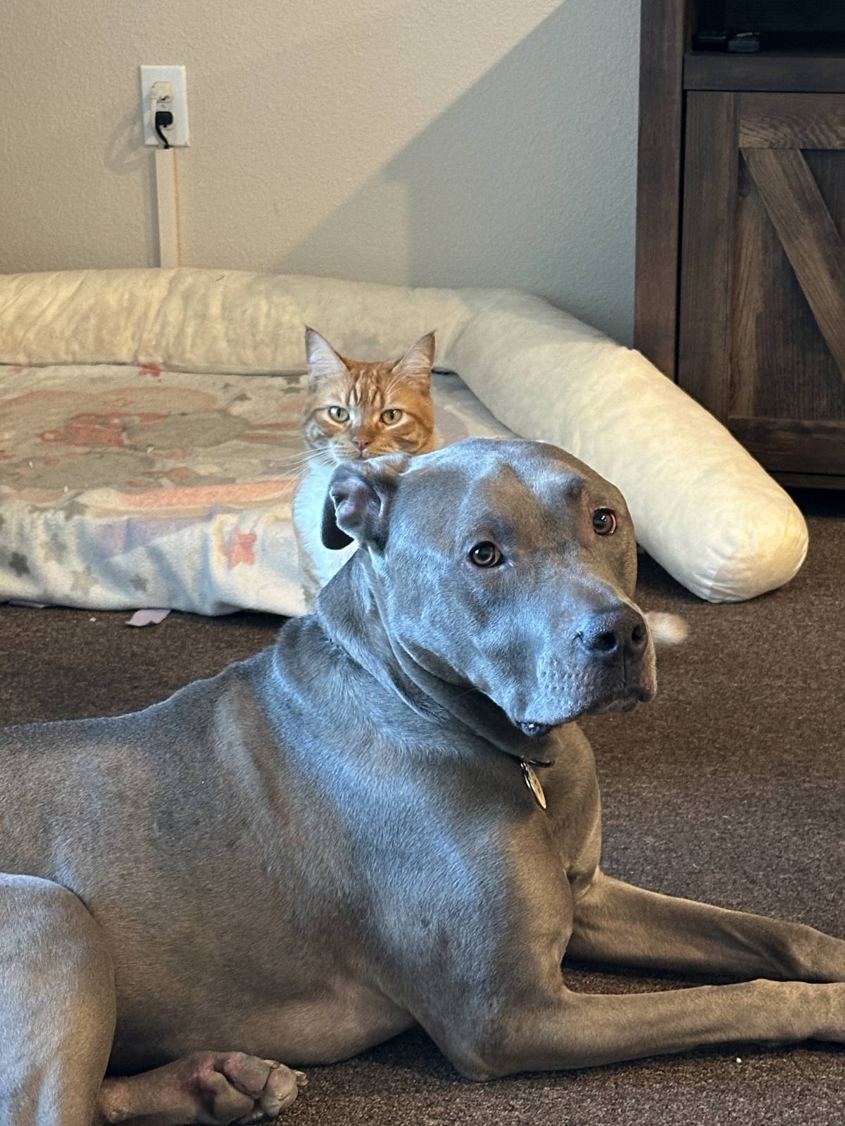 ProAction - Vila Verde - Cat Sitting