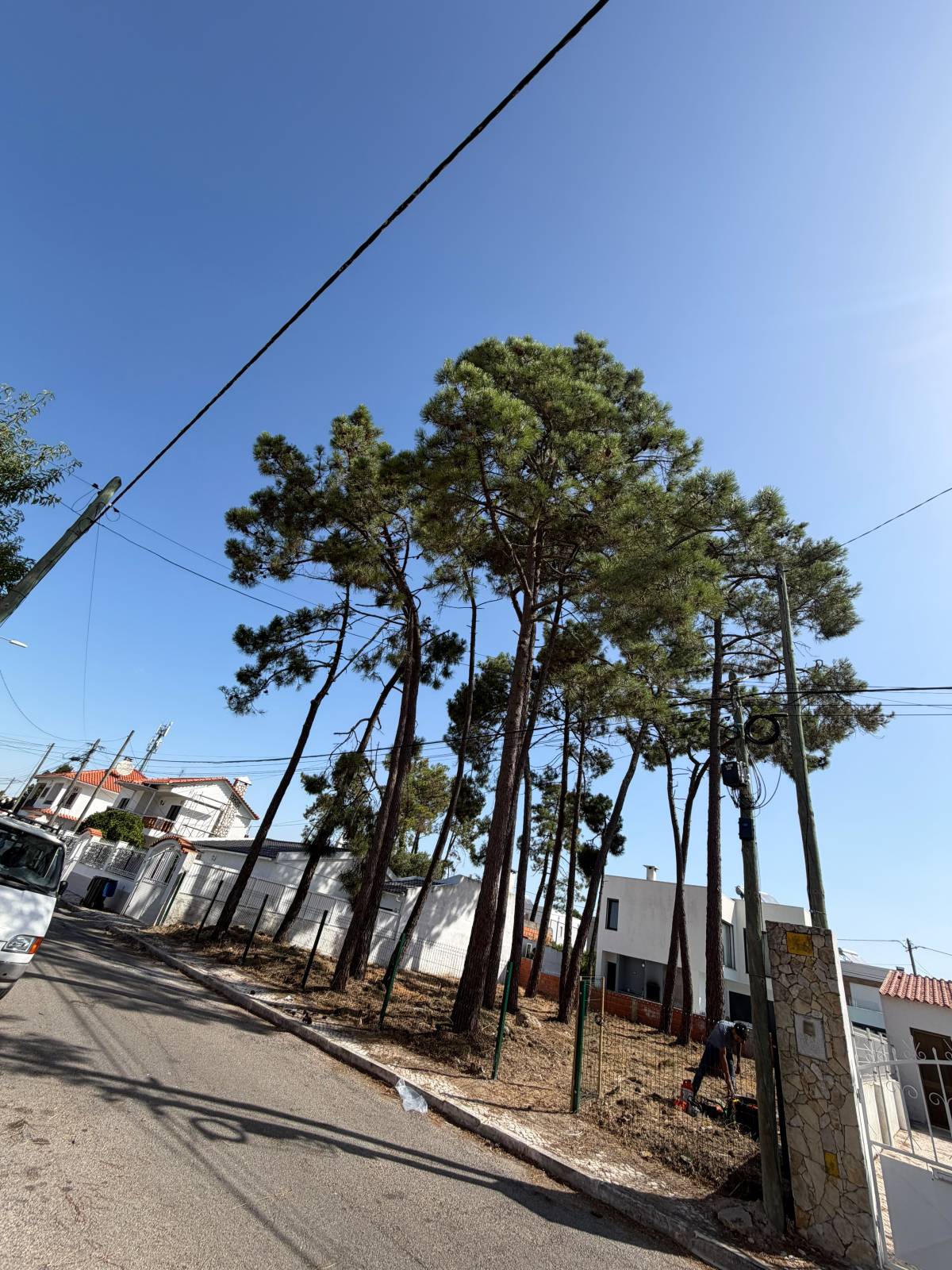 Soares jardins e campos jardim - Almada - Baumpflege