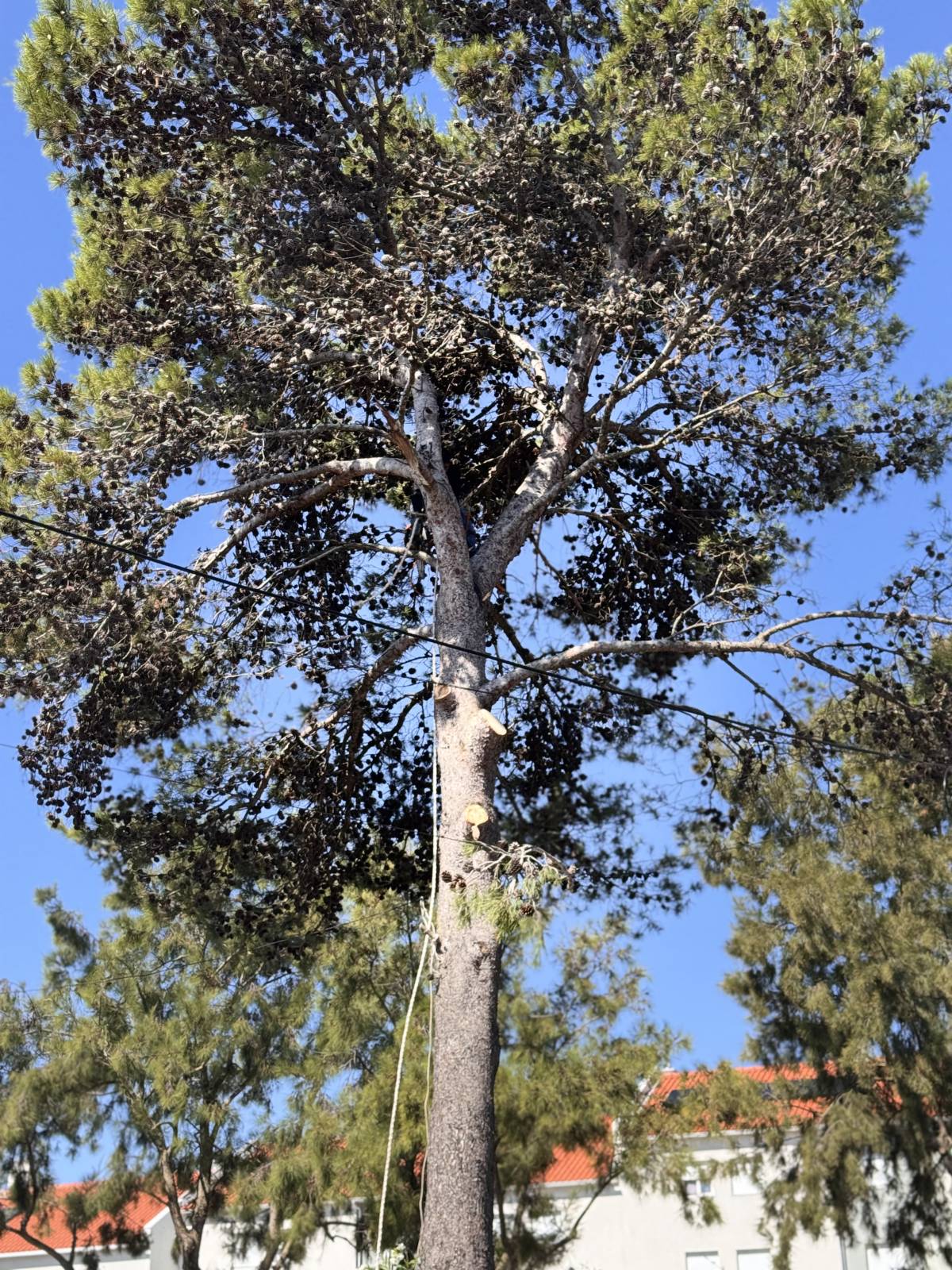Soares jardins e campos jardim - Almada - Baumpflege