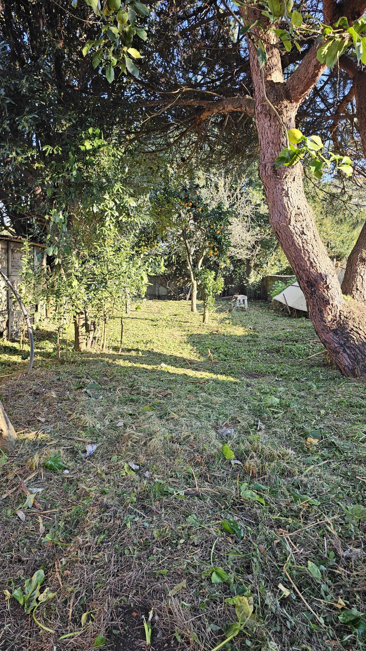 Jardinagem Criativa - Maia - Tree Stump Grinding and Removal