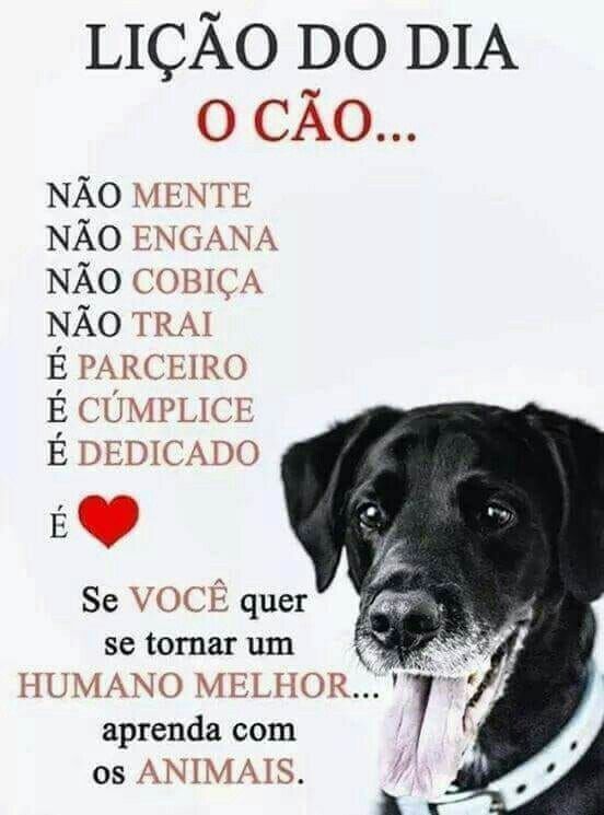 ProAction - Baião - Garde de chat