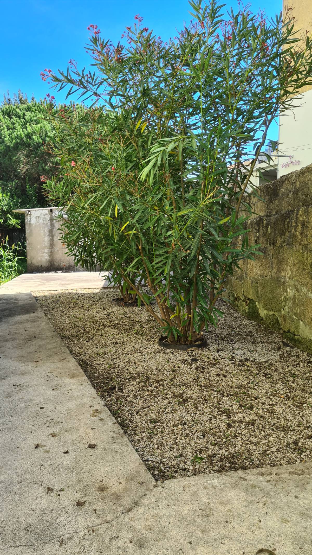 Jardinagem Criativa - Maia - Land Leveling and Grading - Large Scale (more than 1 acre)