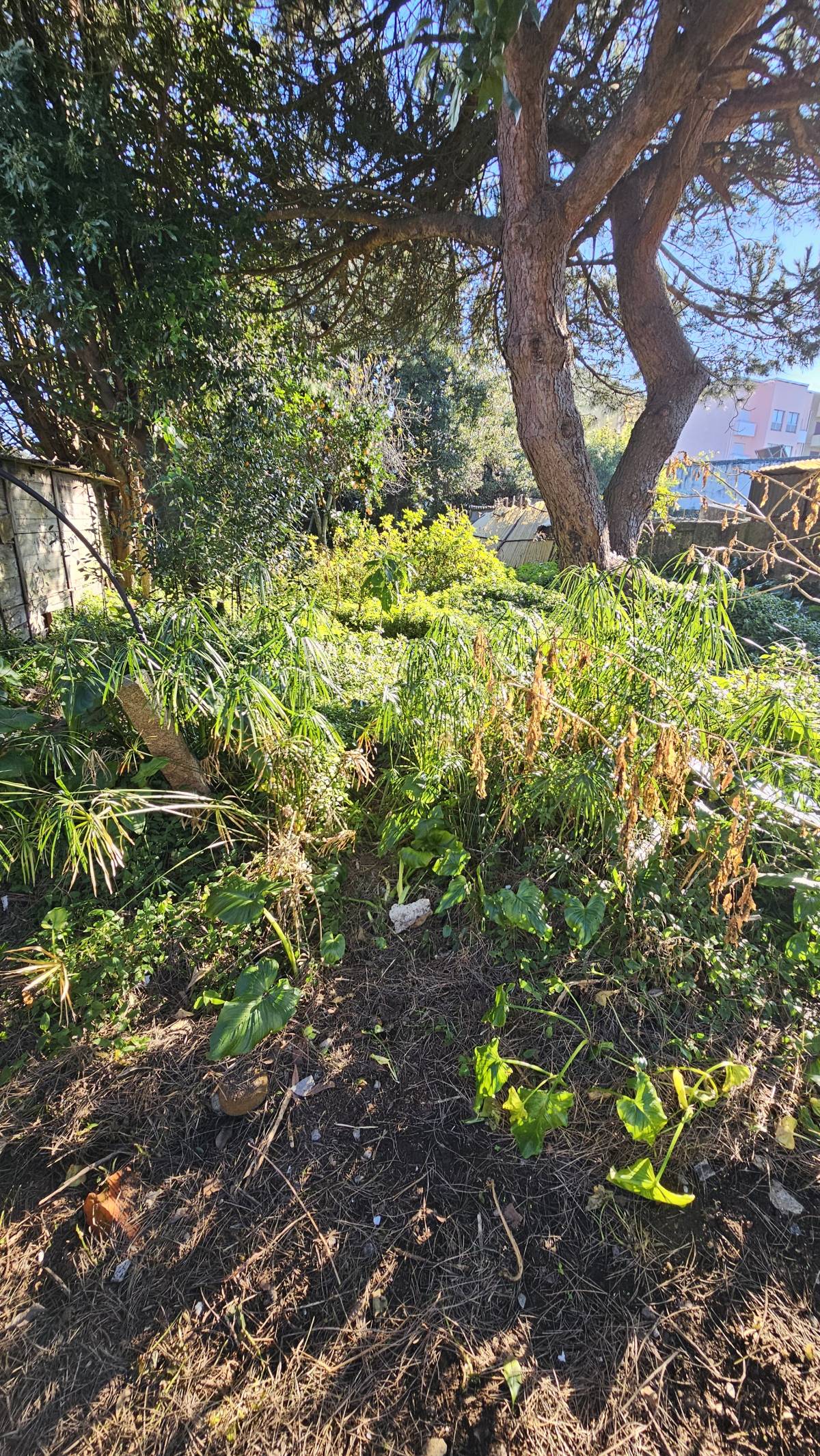 Jardinagem Criativa - Maia - Shrub Removal