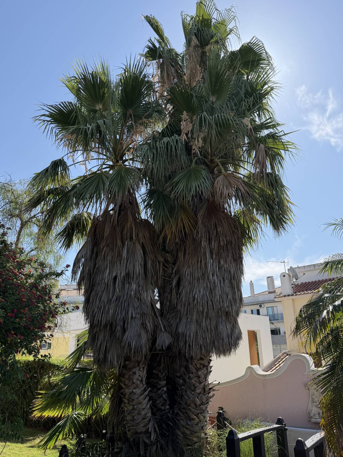 Soares jardins e campos jardim - Almada - Unkraut jäten