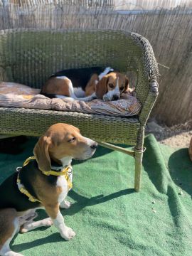 Hundepension - Haustierbetreuung und Tierpension