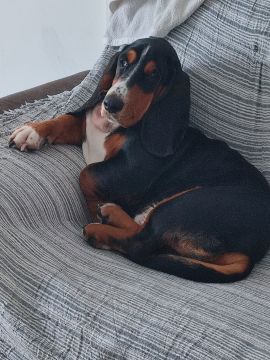 Hotel para Cães