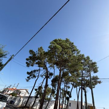 Soares jardins e campos jardim - Almada - Baumpflege