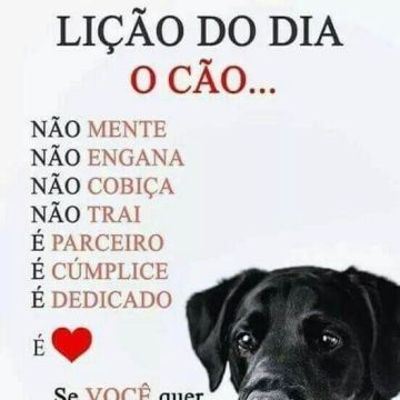 ProAction - Baião - Garde de chat