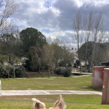 Carolina Barroso - Santiago do Cacém - Dog Sitting