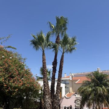 Soares jardins e campos jardim - Almada - Schneeräumung