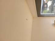 Window Blinds