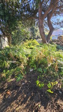 Jardinagem Criativa - Maia - Shrub Removal