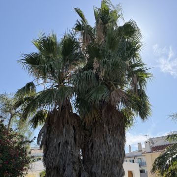 Soares jardins e campos jardim - Almada - Unkraut jäten