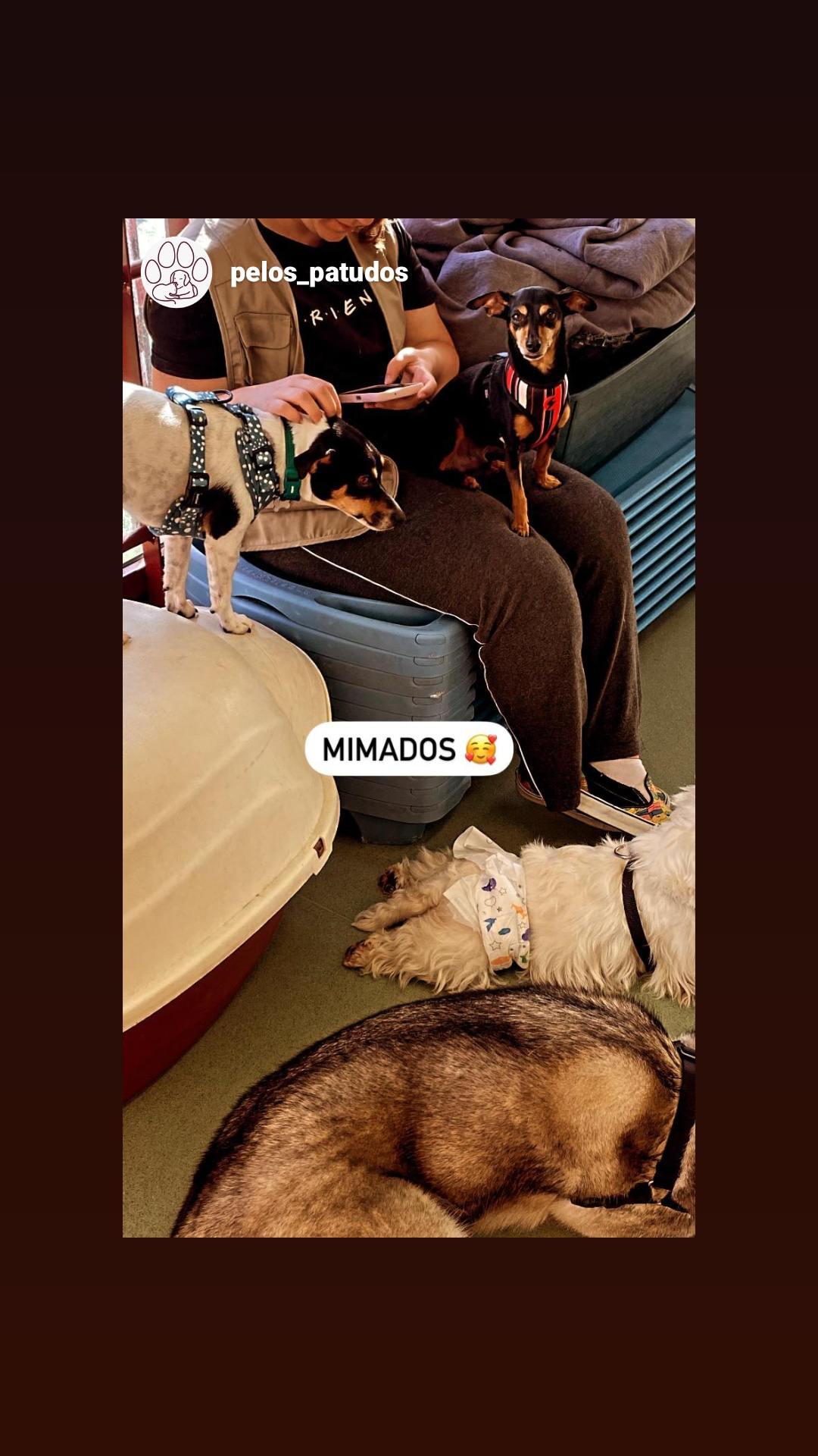 Catarina Vedor - Loures - Cat Sitting