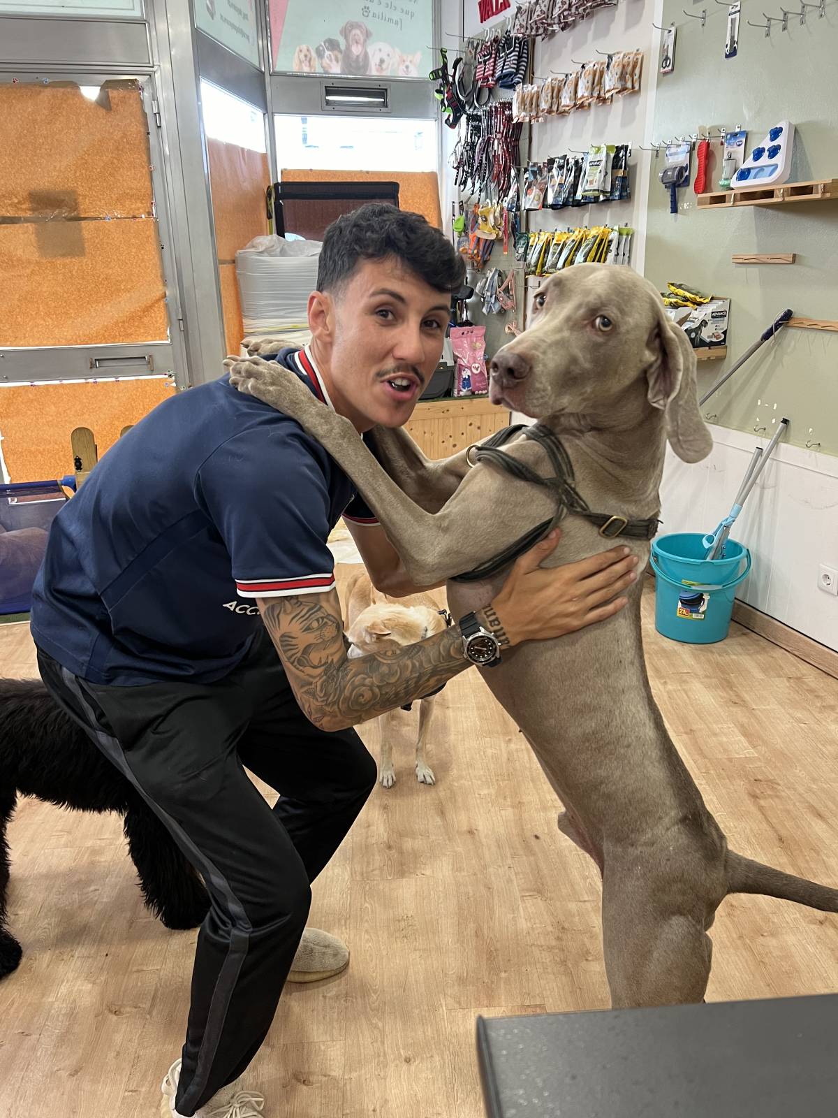 Brendon cuidador e treinador - Loulé - Baths and Grooming for Animals