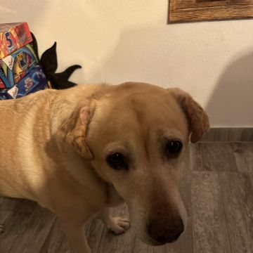 Mariana Martins - Mafra - Hundeausführung