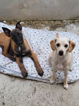 Dog Sitting