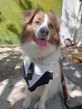 Hotel para Cães