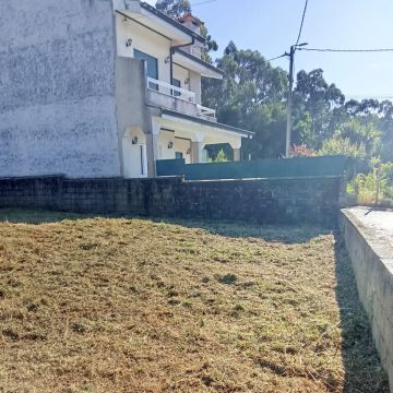 Anontio manuel - Maia - Eliminación de arbustos