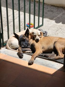 Dog Sitter