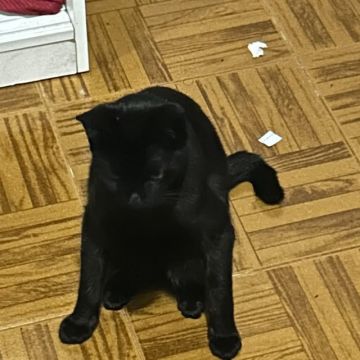 BeatrizMiray - Póvoa de Varzim - Hundeausführung