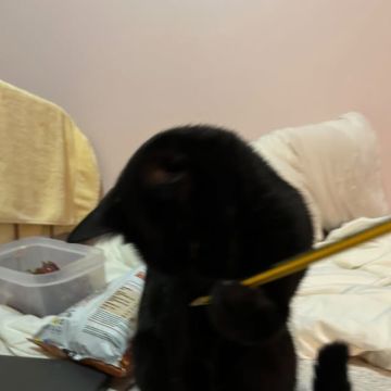 BeatrizMiray - Póvoa de Varzim - Katzensitter
