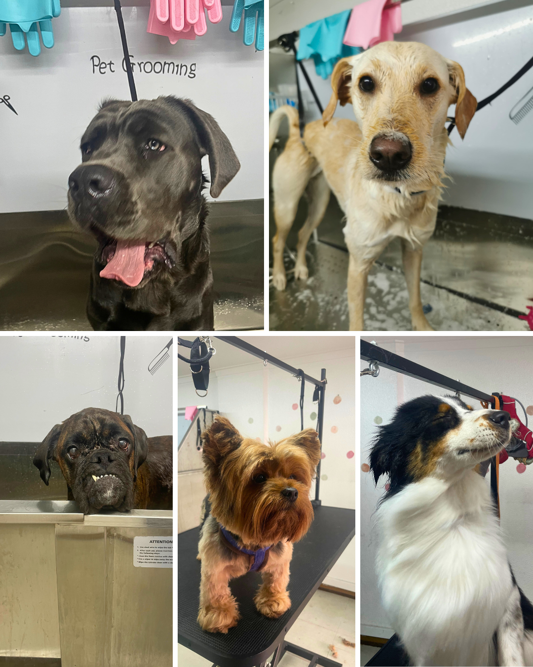 A Creche - Lisboa - Hundepension