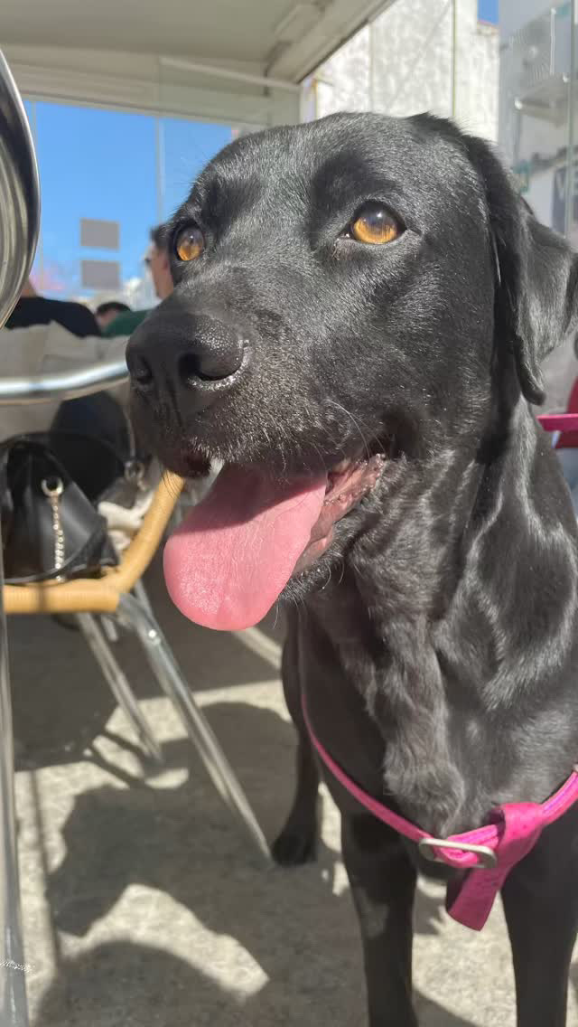 Beatriz Conceição - Vila Franca de Xira - Cuidados para Animais de Estimação