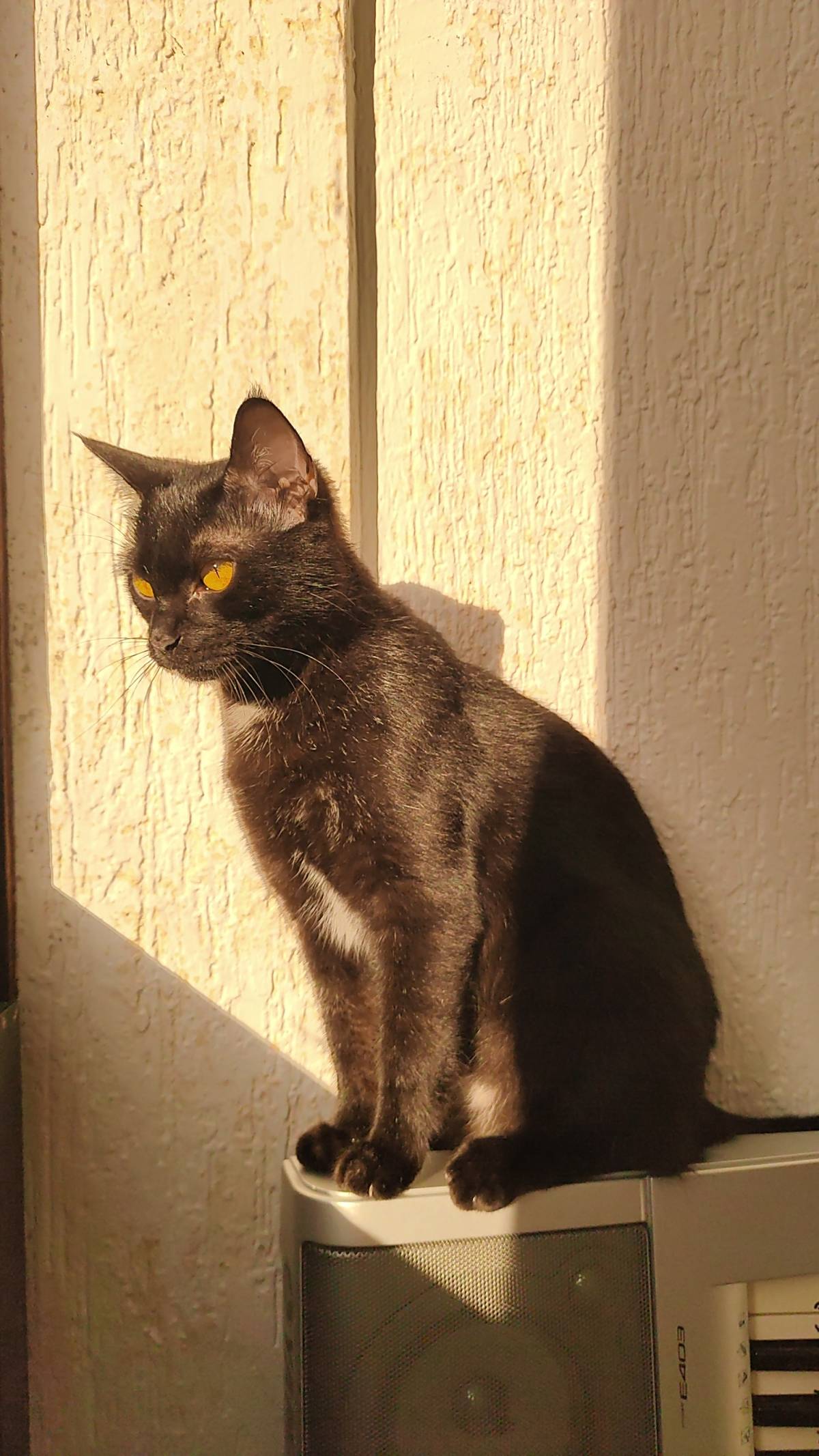 Francisca Aguiar - Aveiro - Hotel for Cats