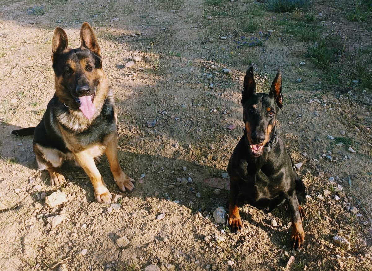 Martinsk9 - Moita - Treino de Cães