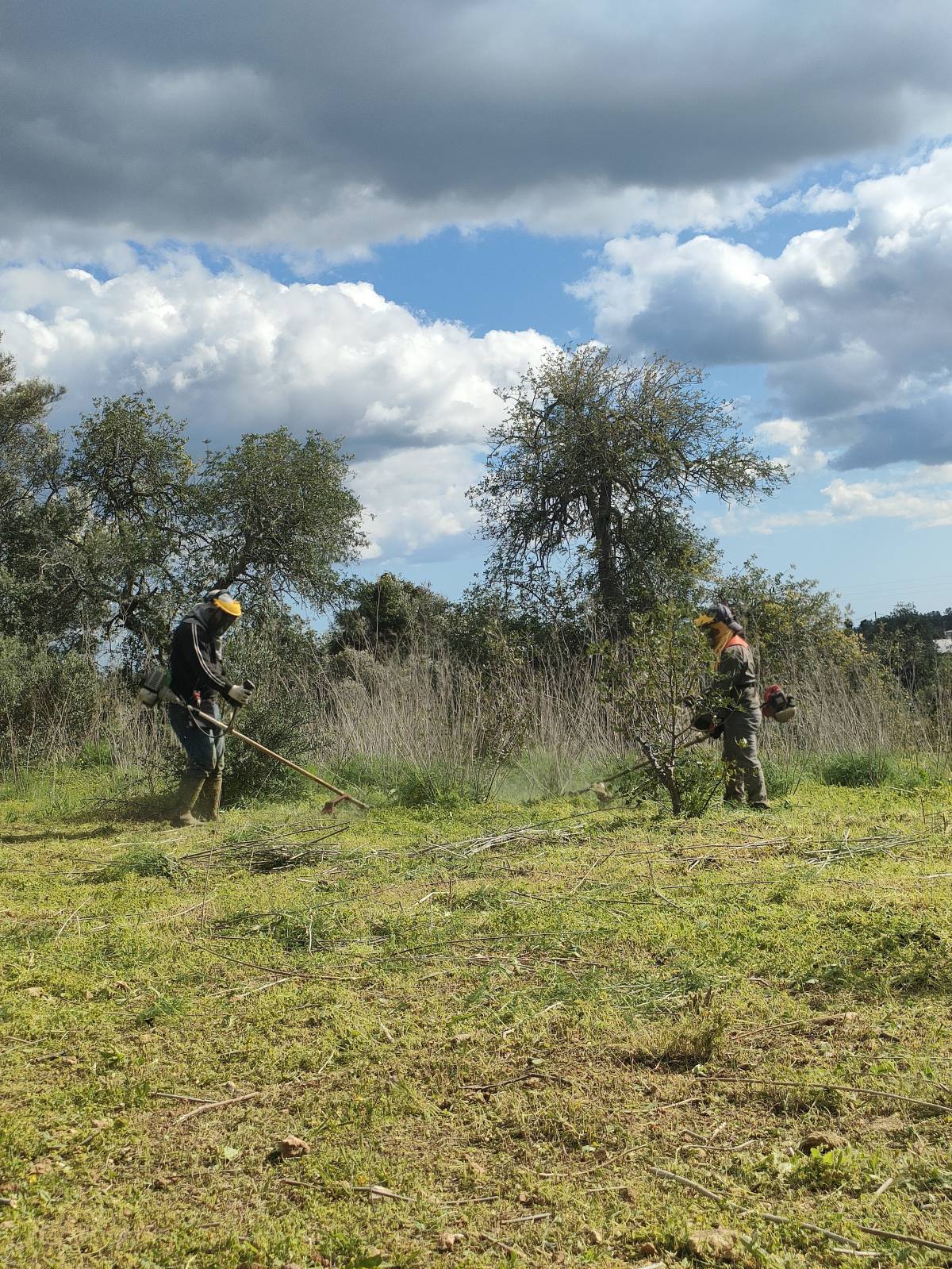 A.S. prestadores de serviços agrícolas - Tavira - Trituración y eliminación de tocones