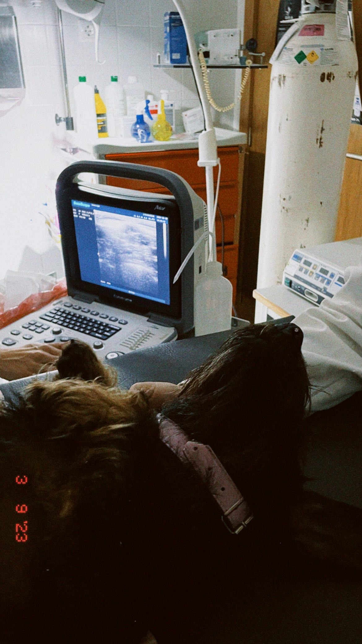 Beatriz Conceição - Vila Franca de Xira - Pet Sitting