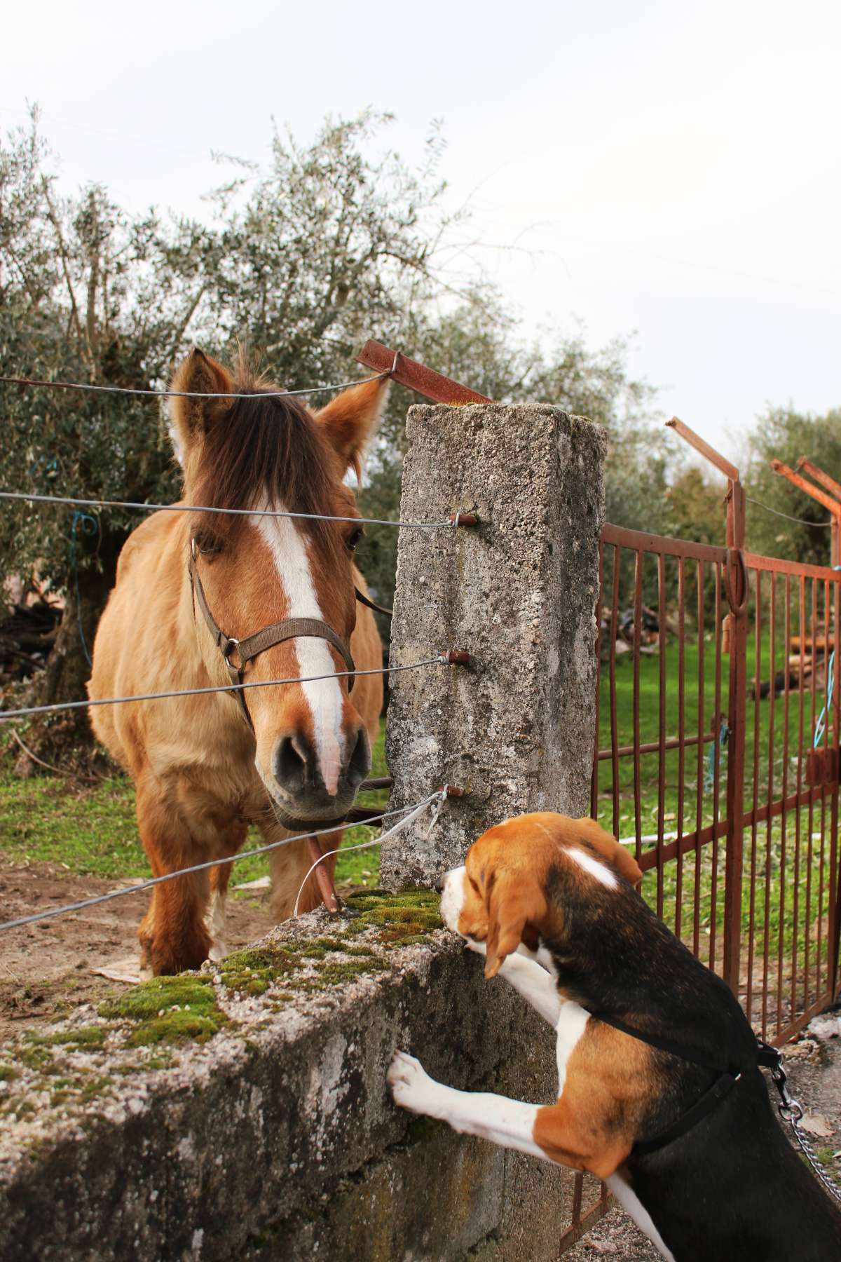 Francisca Aguiar - Viseu - Dog Sitting