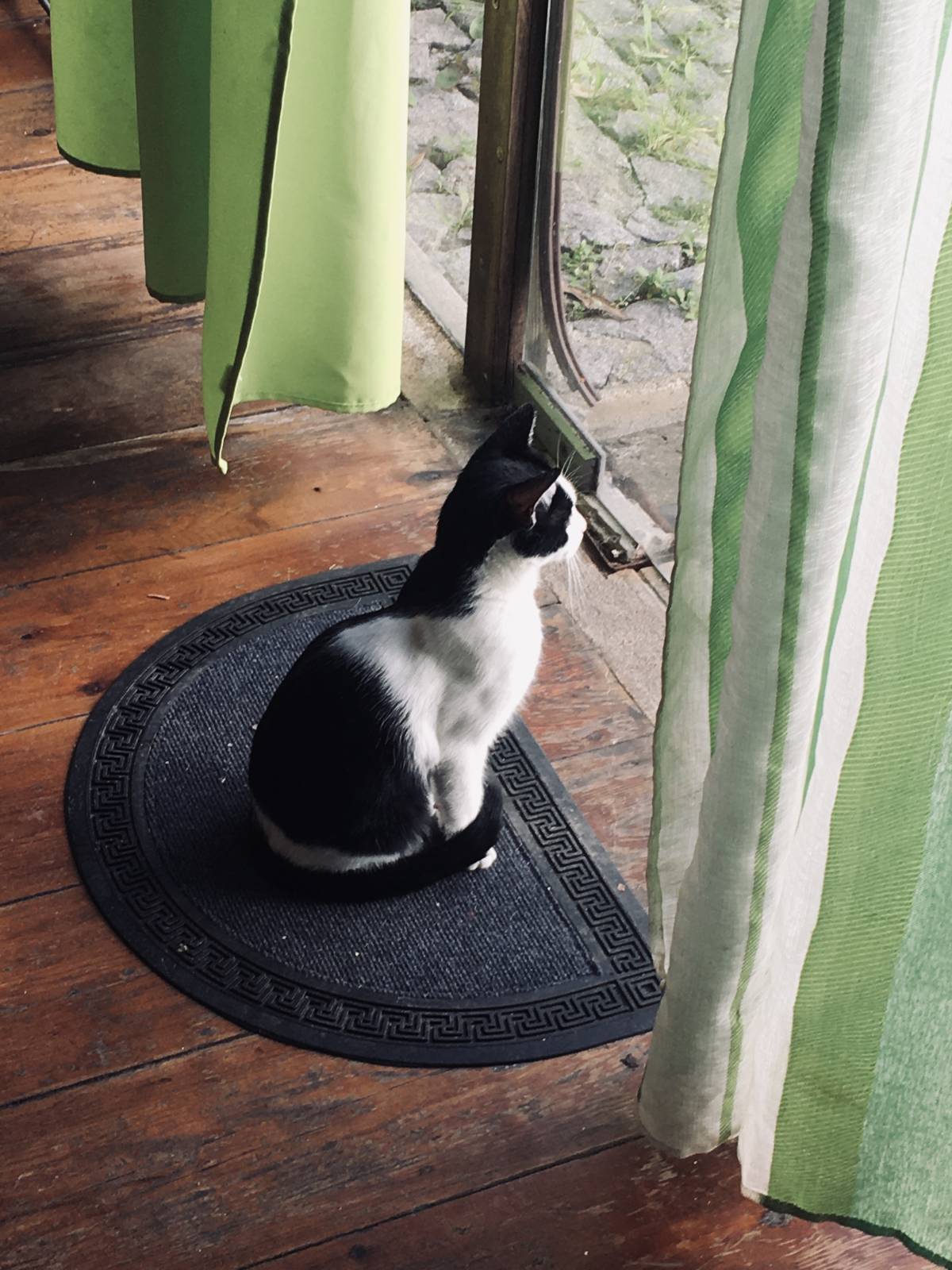 Will Melo - Cascais - Paseador de perros