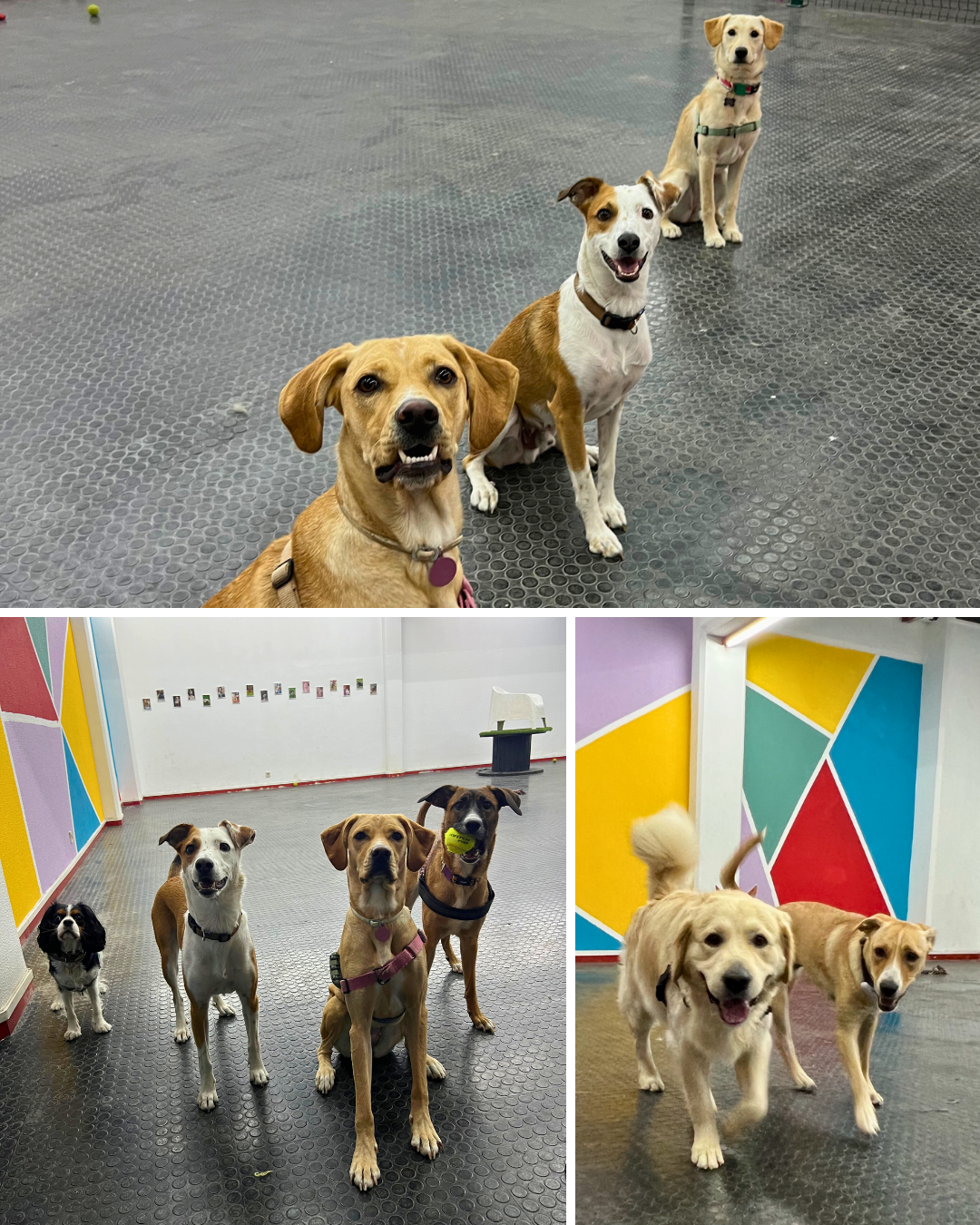 A Creche - Lisboa - Hundetraining - Privatunterricht