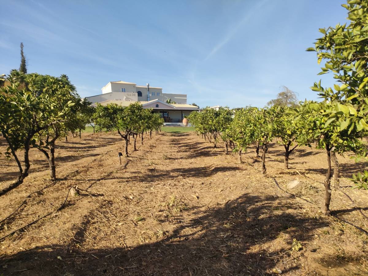 A.S. prestadores de serviços agrícolas - Tavira - Remoção de Tronco de Árvore