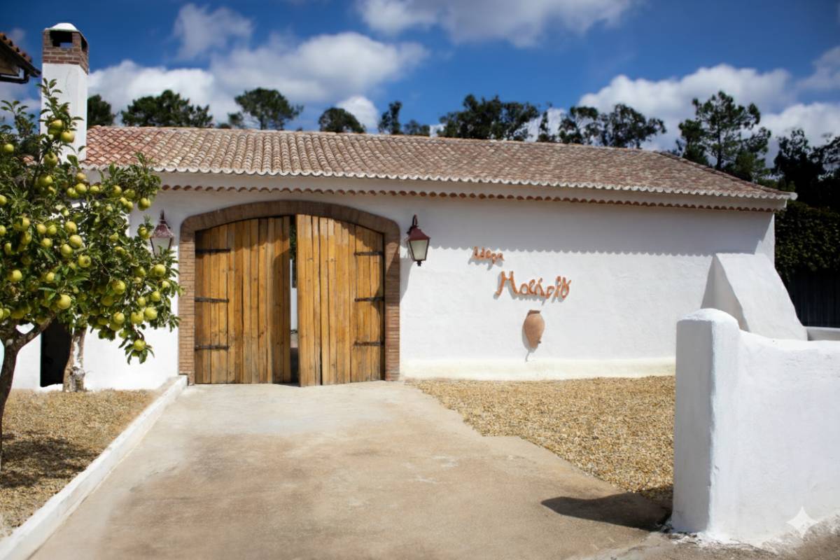 Adega Malápio - Águeda - Weinproben und Weingutsführungen