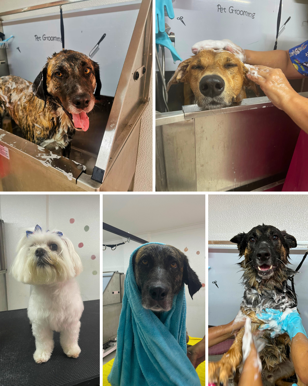 A Creche - Lisboa - Hundetagesstätte (Hundesitter)