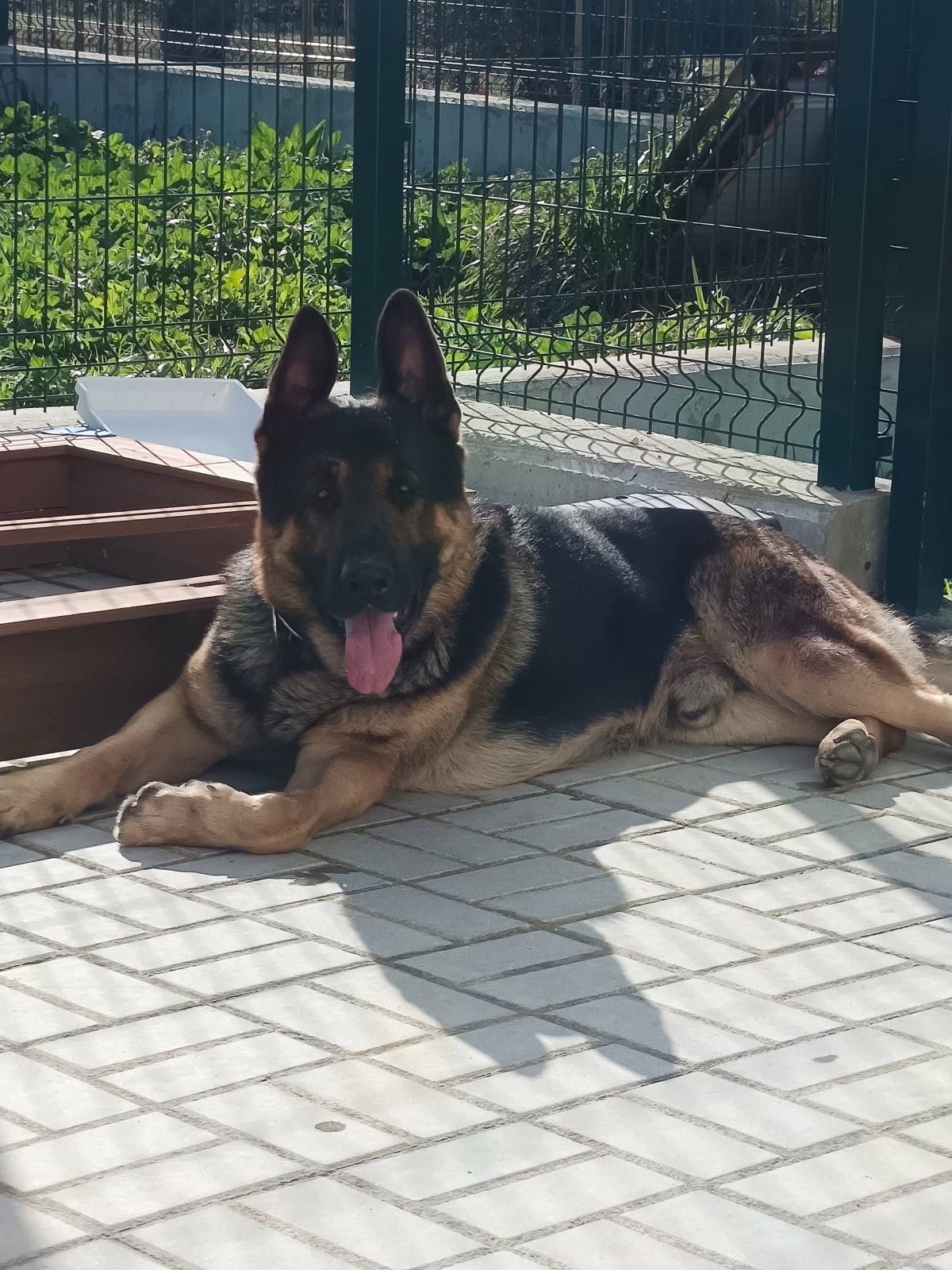 Martinsk9 - Moita - Treino de Cães