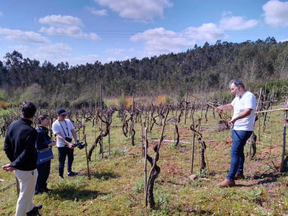 Adega Malápio - Águeda - Weinproben und Weingutsführungen