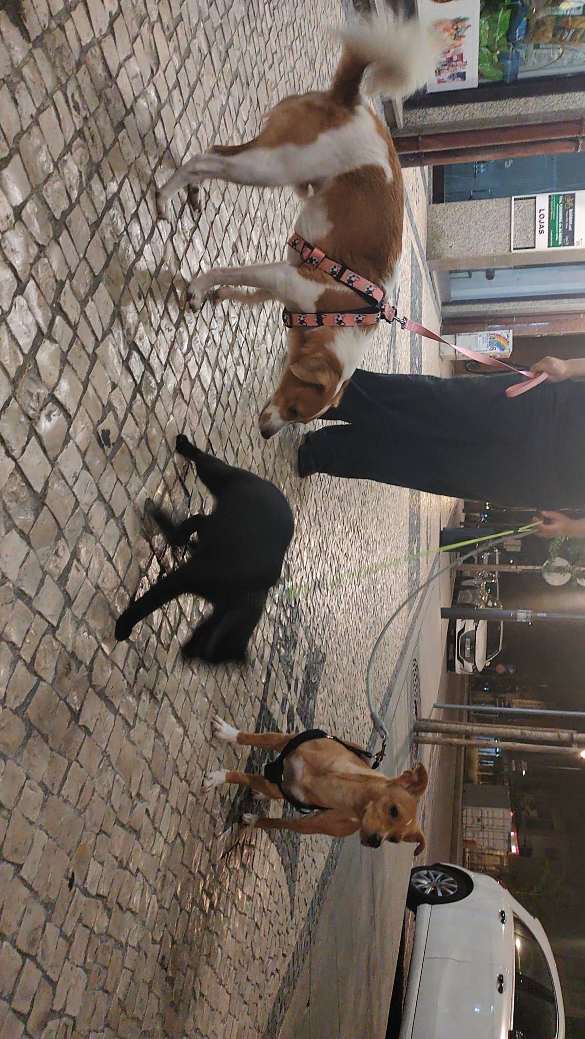 Francisca Aguiar - Aveiro - Baths and Grooming for Animals