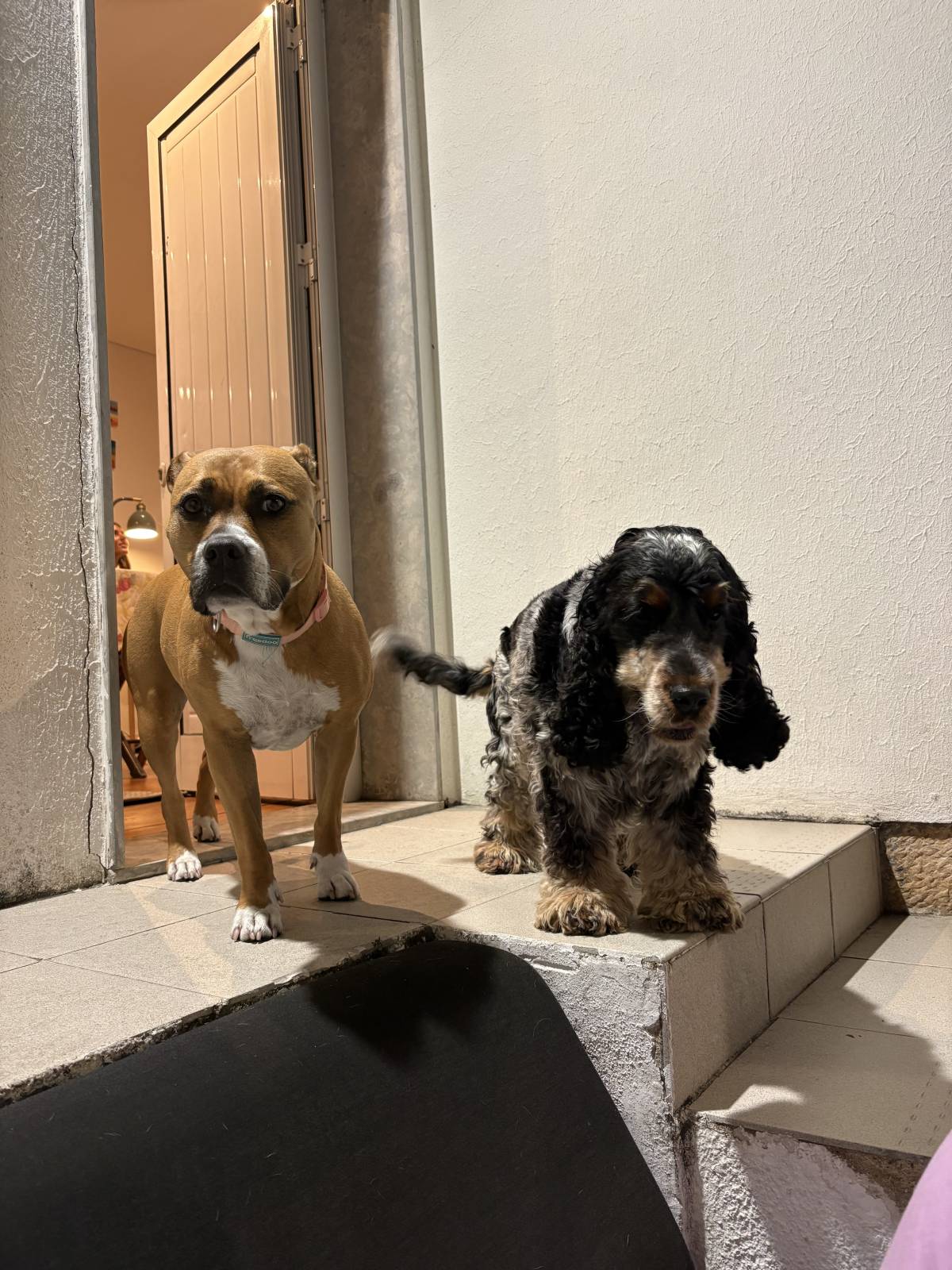 Mia - Cascais - Paseador de perros
