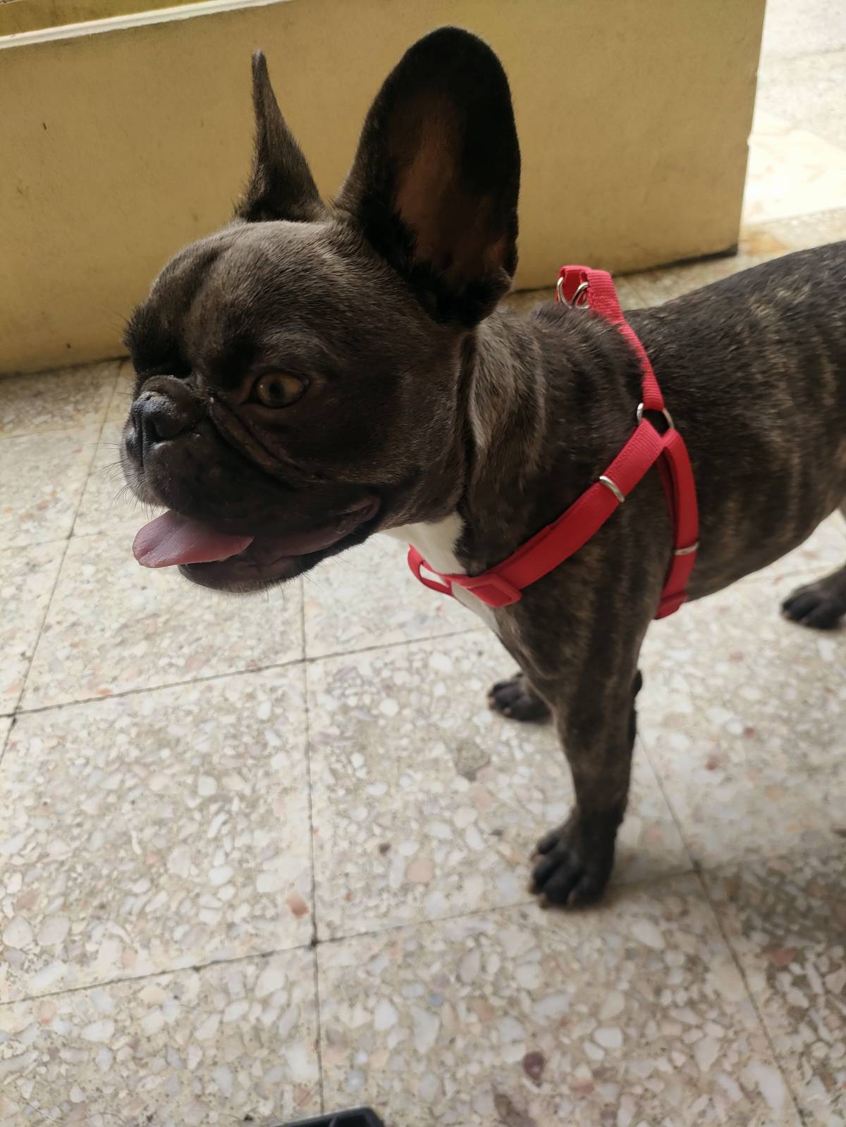 Priscila Welte - Braga - Dog Daycare