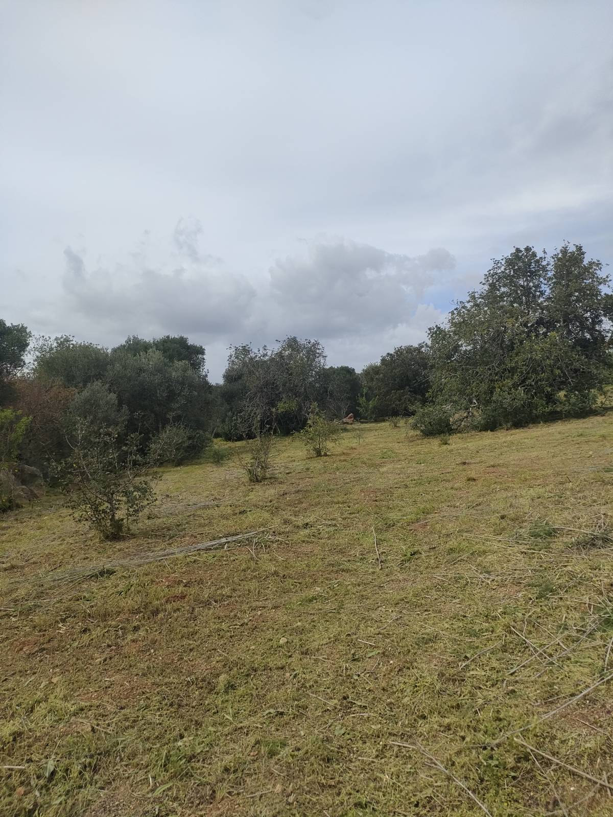 A.S. prestadores de serviços agrícolas - Tavira - Eliminación de arbustos